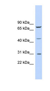 EGR3 Antibody - EGR3 antibody Western blot of 721_B cell lysate. This image was taken for the unconjugated form of this product. Other forms have not been tested.