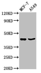 EGR3 Antibody - Positive Western Blot detected in MCF-7 whole cell lysate, A549 whole cell lysate. All lanes: EGR3 antibody at 3.5 µg/ml Secondary Goat polyclonal to rabbit IgG at 1/50000 dilution. Predicted band size: 43, 39 KDa. Observed band size: 43 KDa