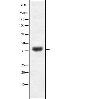 EGR3 Antibody - Western blot analysis of EGR3 using K562 whole cells lysates