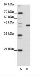 EGR4 / EGR-4 Antibody - A: Marker, B: Jurkat Cell Lysate.  This image was taken for the unconjugated form of this product. Other forms have not been tested.