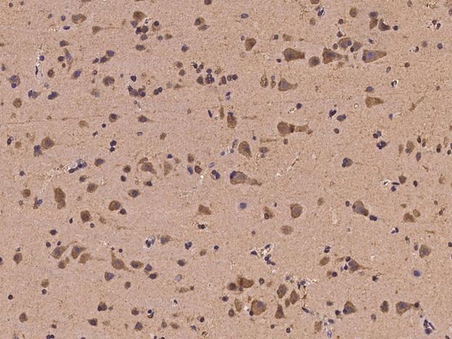 EGR4 / EGR-4 Antibody - Immunochemical staining of human EGR4 in human brain with rabbit polyclonal antibody at 1:100 dilution, formalin-fixed paraffin embedded sections.