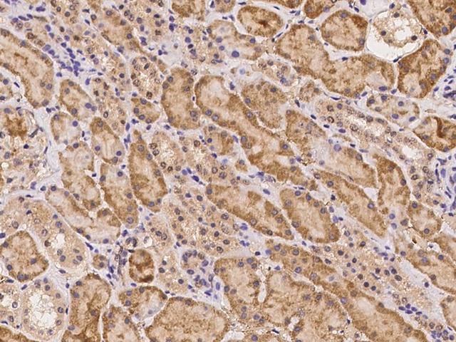 EGR4 / EGR-4 Antibody - Immunochemical staining of human EGR4 in human kidney with rabbit polyclonal antibody at 1:100 dilution, formalin-fixed paraffin embedded sections.