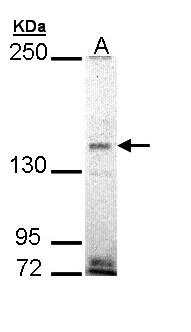 EHBP1 Antibody - Sample (30 ug of whole cell lysate). A: H1299. 5% SDS PAGE. EHBP1 antibody diluted at 1:1000