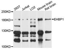 EHBP1 Antibody - Western blot analysis of extracts of various cells.