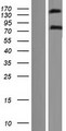 EHBP1 Protein - Western validation with an anti-DDK antibody * L: Control HEK293 lysate R: Over-expression lysate