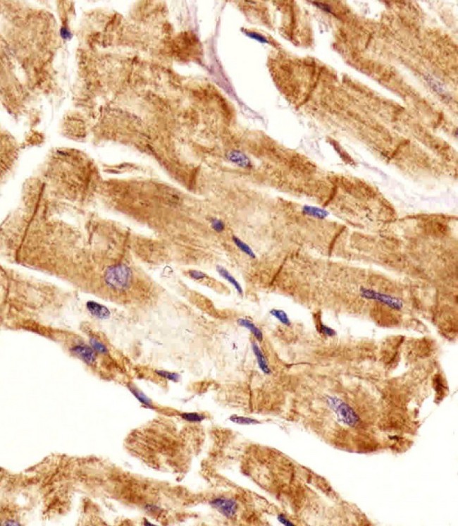 EHD2 Antibody - Immunohistochemical of paraffin-embedded H. heart section using EHD2 antibody diluted at 1:25 dilution. A undiluted biotinylated goat polyvalent antibody was used as the secondary, followed by DAB staining.
