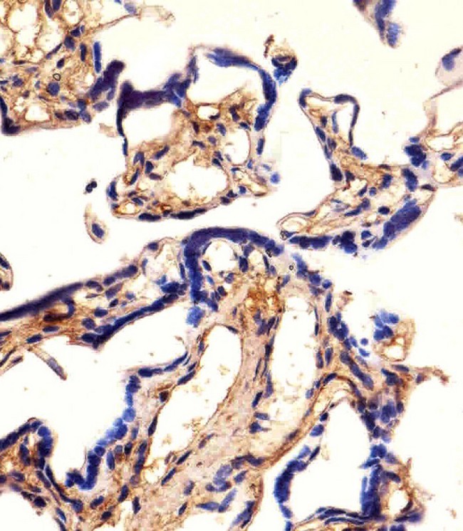 EHD2 Antibody - Immunohistochemical of paraffin-embedded H. placenta section using EHD2 antibody diluted at 1:25 dilution. A undiluted biotinylated goat polyvalent antibody was used as the secondary, followed by DAB staining.