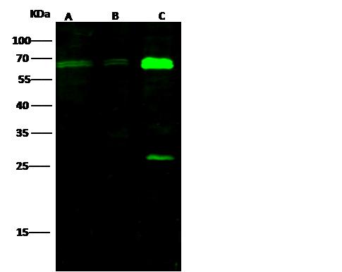 EHD2 Antibody - Anti-EHD2 rabbit polyclonal antibody at 1:500 dilution. Lane A: Hela Membrane Lysate. Lane B: A549 Membrane Lysate. Lane C: Mouse lung tissue lysate. Lysates/proteins at 30 ug per lane. Secondary: Goat Anti-Rabbit IgG H&L (Dylight 800) at 1/10000 dilution. Developed using the Odyssey technique. Performed under reducing conditions. Predicted band size: 61 kDa. Observed band size: 61 kDa.