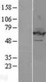 EHD2 Protein - Western validation with an anti-DDK antibody * L: Control HEK293 lysate R: Over-expression lysate