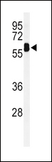 EHD3 Antibody - Western blot of EHD3 Antibody in mouse lung tissue lysates (35 ug/lane). EHD3 (arrow) was detected using the purified antibody.