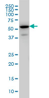EHD3 Antibody - EHD3 monoclonal antibody (M01), clone 4B7 Western blot of EHD3 expression in IMR-32.