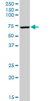 EHD3 Antibody - EHD3 monoclonal antibody (M01), clone 4B7. Western blot of EHD3 expression in MCF-7.