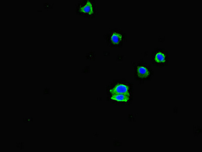 EHD3 Antibody - Immunofluorescent analysis of HepG2 cells diluted at 1:100 and Alexa Fluor 488-congugated AffiniPure Goat Anti-Rabbit IgG(H+L)