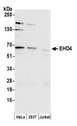 EHD4 Antibody - Detection of human EHD4 by western blot. Samples: Whole cell lysate (50 µg) from HeLa, HEK293T, and Jurkat cells prepared using NETN lysis buffer. Antibody: Affinity purified rabbit anti-EHD4 antibody used for WB at 0.1 µg/ml. Detection: Chemiluminescence with an exposure time of 30 seconds.