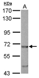 EHD4 Antibody - Sample (30 ug of whole cell lysate) A: HCT116 7.5% SDS PAGE EHD4 antibody diluted at 1:1000