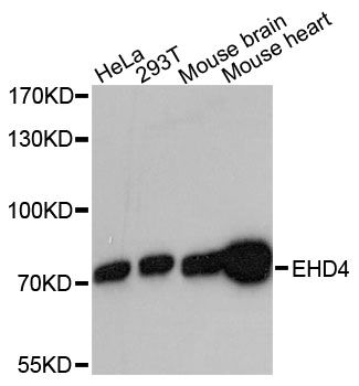 EHD4 Antibody - Western blot analysis of extracts of various cell lines, using EHD4 antibody at 1:3000 dilution. The secondary antibody used was an HRP Goat Anti-Rabbit IgG (H+L) at 1:10000 dilution. Lysates were loaded 25ug per lane and 3% nonfat dry milk in TBST was used for blocking. An ECL Kit was used for detection and the exposure time was 90s.