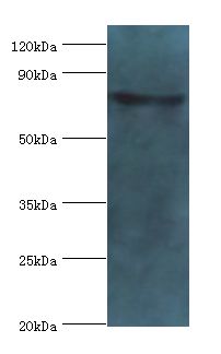 EHHADH / Enoyl-Coa Hydratase Antibody - Western blot. All lanes: Peroxisomal bifunctional enzyme antibody at 2 ug/ml+mouse kidney tissue. Secondary antibody: Goat polyclonal to rabbit at 1:10000 dilution. Predicted band size: 79 kDa. Observed band size: 79 kDa.  This image was taken for the unconjugated form of this product. Other forms have not been tested.
