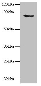 EHHADH / Enoyl-Coa Hydratase Antibody - Western blot All lanes: Peroxisomal bifunctional enzyme antibody at 2µg/ml + Mouse kidney tissue Secondary Goat polyclonal to rabbit IgG at 1/10000 dilution Predicted band size: 80, 70 kDa Observed band size: 80 kDa