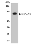 EHHADH / Enoyl-Coa Hydratase Antibody - Western blot analysis of the lysates from HepG2 cells using EHHADH antibody.