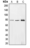 EHHADH / Enoyl-Coa Hydratase Antibody - Western blot analysis of EHHADH expression in HepG2 (A); HEK293T (B); A549 (C) whole cell lysates.