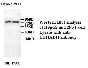 EHHADH / Enoyl-Coa Hydratase Antibody