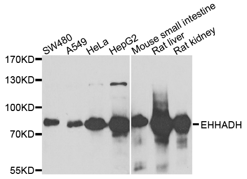 EHHADH / Enoyl-Coa Hydratase Antibody - Western blot analysis of extracts of various cells.