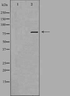 EHHADH / Enoyl-Coa Hydratase Antibody - Western blot analysis of extracts of A549 cells using EHHADH antibody. The lane on the left is treated with the antigen-specific peptide.