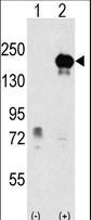 EHMT1 Antibody - Western blot of EHMT1 (arrow) using rabbit polyclonal EHMT1 Antibody. 293 cell lysates (2 ug/lane) either nontransfected (Lane 1) or transiently transfected with the EHMT1 gene (Lane 2) (Origene Technologies).