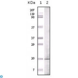 EHMT1 Antibody - Western Blot (WB) analysis using EHMT1 Monoclonal Antibody against EHMT1 recombinant protein.