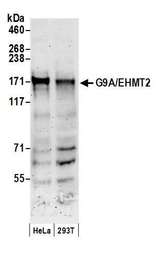 EHMT2 / G9A Antibody - Detection of human G9A/EHMT2 by western blot. Samples: Whole cell lysate (50 µg) from HeLa and HEK293T cells prepared using NETN lysis buffer. Antibody: Affinity purified rabbit anti-G9A/EHMT2 antibody used for WB at 0.1 µg/ml. Detection: Chemiluminescence with an exposure time of 3 minutes.