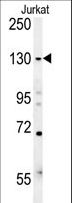 EHMT2 / G9A Antibody - EHMT2 Antibody western blot of Jurkat cell line lysates (15 ug/lane). The EHMT2 antibody detected the EHMT2 protein (arrow).