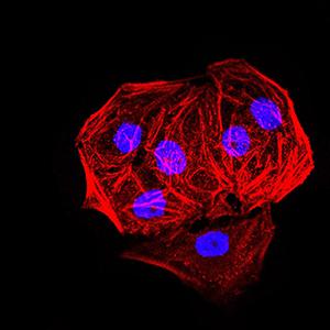 EHMT2 / G9A Antibody - Immunofluorescence analysis of Hela cells. Blue: DRAQ5 fluorescent DNA dye. Red: Actin filaments have been labeled with Alexa Fluor- 555 phalloidin.