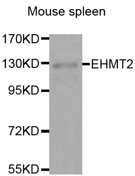 EHMT2 / G9A Antibody - Western blot analysis of extracts of Mouse spleen tissue.