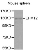 EHMT2 / G9A Antibody - Western blot analysis of extracts of Mouse spleen tissue.