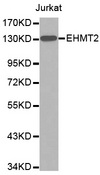 EHMT2 / G9A Antibody - Western blot analysis of extracts of Jurkat cells.