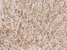 EID1 / EID-1 Antibody - Immunochemical staining of human EID1 in human adrenal gland with rabbit polyclonal antibody at 1:100 dilution, formalin-fixed paraffin embedded sections.