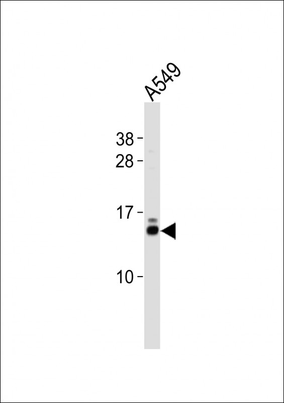 EIF1 Antibody - Western blot of lysate from A549 cell line, using EIF1 antibody diluted at 1:500. A goat anti-rabbit IgG H&L (HRP) at 1:10000 dilution was used as the secondary antibody. Lysate at 20 ug.