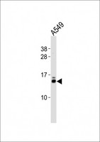 EIF1 Antibody - Western blot of lysate from A549 cell line, using EIF1 antibody diluted at 1:500. A goat anti-rabbit IgG H&L (HRP) at 1:10000 dilution was used as the secondary antibody. Lysate at 20 ug.