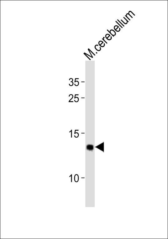 EIF1 Antibody - Western blot of lysates from mouse cerebellum tissue (from left to right), using EIF1 antibody diluted at 1:2000 at each lane. A goat anti-rabbit IgG H&L (HRP) at 1:10000 dilution was used as the secondary antibody.