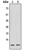 EIF1 Antibody - Western blot analysis of EIF1 expression in HEK293T (A); Raw264.7 (B) whole cell lysates.
