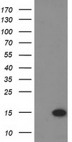 EIF1 Antibody - HEK293T cells were transfected with the pCMV6-ENTRY control (Left lane) or pCMV6-ENTRY EIF1 (Right lane) cDNA for 48 hrs and lysed. Equivalent amounts of cell lysates (5 ug per lane) were separated by SDS-PAGE and immunoblotted with anti-EIF1.