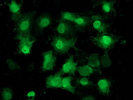 EIF1 Antibody - Anti-EIF1 mouse monoclonal antibody immunofluorescent staining of COS7 cells transiently transfected by pCMV6-ENTRY EIF1.
