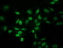EIF1 Antibody - Immunofluorescent staining of HeLa cells using anti-EIF1 mouse monoclonal antibody.