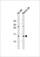 EIF1 Antibody - All lanes: Anti-EIF1 Antibody (N-Term) at 1:2000 dilution. Lane 1: HL-60 whole cell lysate. Lane 2: Neuro-2a whole cell lysate Lysates/proteins at 20 ug per lane. Secondary Goat Anti-Rabbit IgG, (H+L), Peroxidase conjugated at 1:10000 dilution. Predicted band size: 13 kDa. Blocking/Dilution buffer: 5% NFDM/TBST.