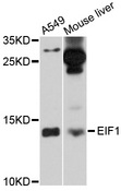 EIF1 Antibody - Western blot analysis of extracts of various cell lines, using EIF1 antibody at 1:1000 dilution. The secondary antibody used was an HRP Goat Anti-Rabbit IgG (H+L) at 1:10000 dilution. Lysates were loaded 25ug per lane and 3% nonfat dry milk in TBST was used for blocking. An ECL Kit was used for detection and the exposure time was 90s.