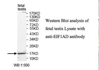 EIF1AD Antibody