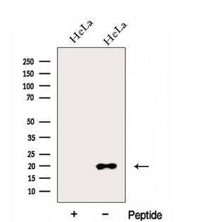 EIF1AX Antibody - Western blot analysis of extracts of HeLa cells using EIF1AX antibody. The lane on the left was treated with blocking peptide.