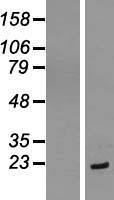 EIF1AX Protein - Western validation with an anti-DDK antibody * L: Control HEK293 lysate R: Over-expression lysate