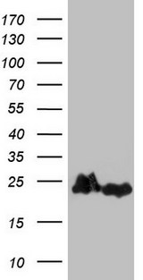 EIF1AY Antibody - HEK293T cells were transfected with the pCMV6-ENTRY control. (Left lane) or pCMV6-ENTRY EIF1AY. (Right lane) cDNA for 48 hrs and lysed. Equivalent amounts of cell lysates. (5 ug per lane) were separated by SDS-PAGE and immunoblotted with anti-EIF1AY.