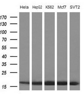 EIF1AY Antibody - Western blot analysis of extracts. (10ug) from 5 different cell lines by using anti-EIF1AY monoclonal antibody at 1:200 dilution.
